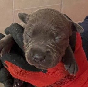 De L'Aube Lyonnaise - Chiot disponible  - Staffordshire Bull Terrier