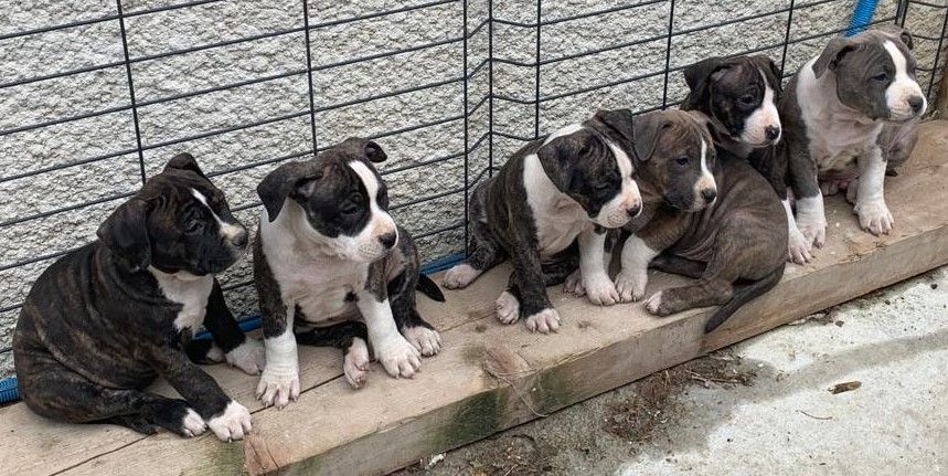 les bébés 