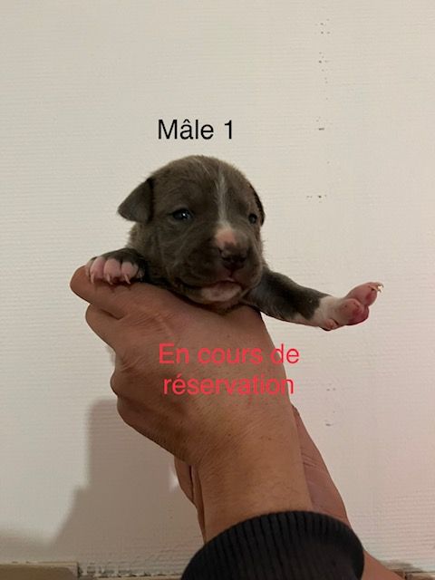 De L'Aube Lyonnaise - American Staffordshire Terrier - Portée née le 13/01/2023