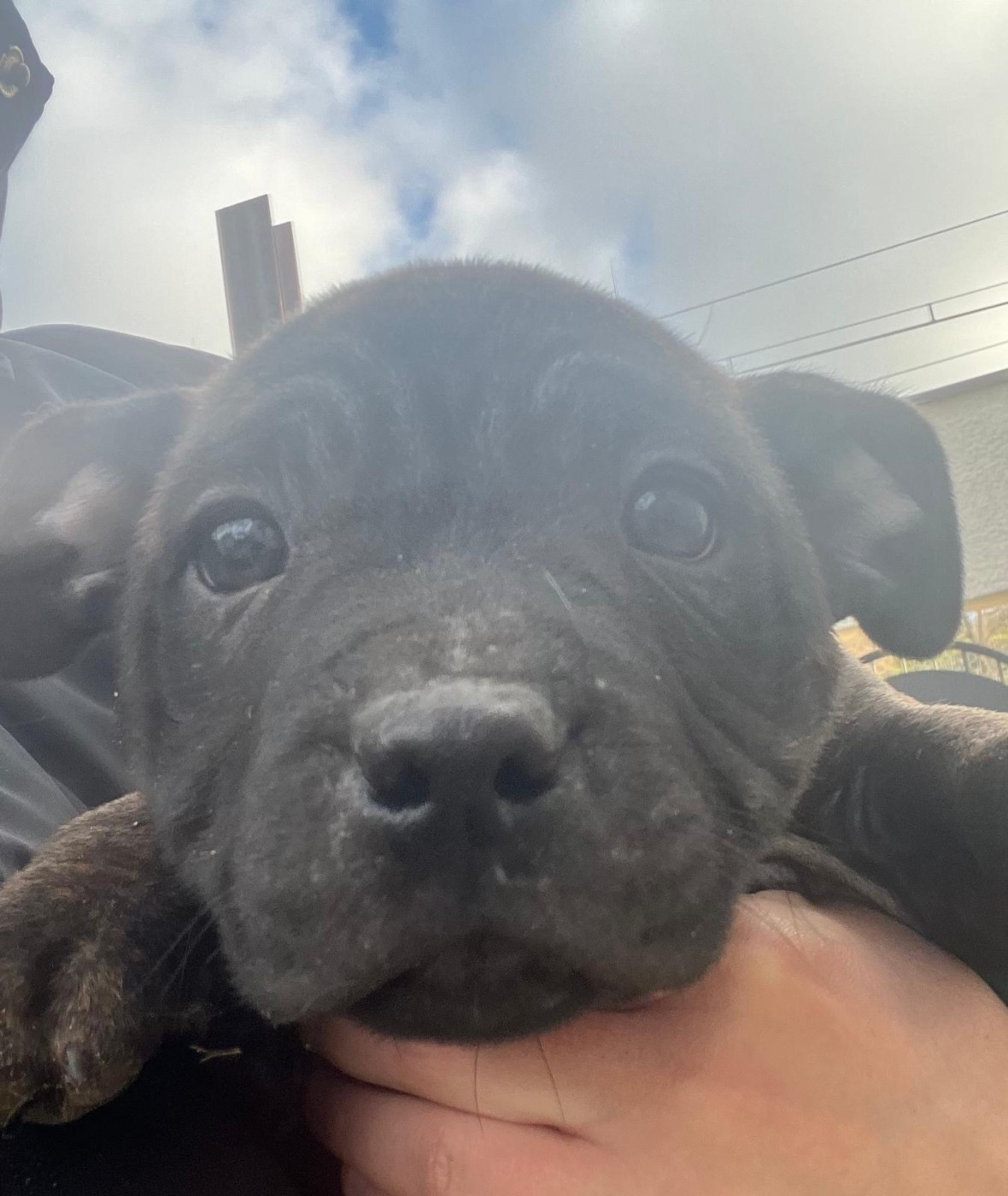 De L'Aube Lyonnaise - Chiots disponibles - Staffordshire Bull Terrier