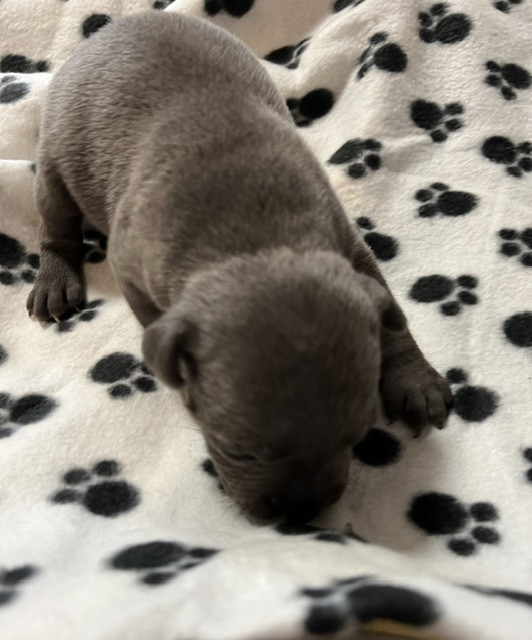 De L'Aube Lyonnaise - Chiots disponibles - Staffordshire Bull Terrier