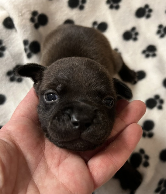 De L'Aube Lyonnaise - Chiots disponibles - Staffordshire Bull Terrier