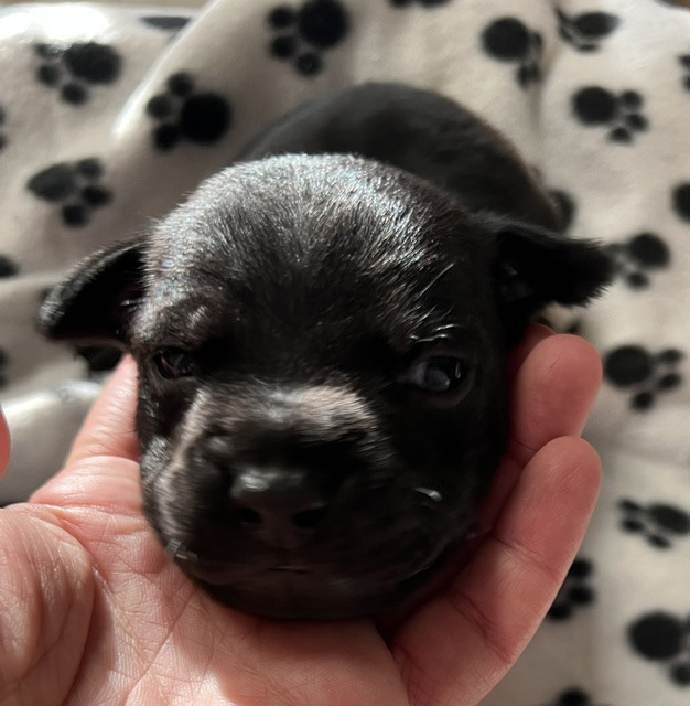 De L'Aube Lyonnaise - Chiots disponibles - Staffordshire Bull Terrier
