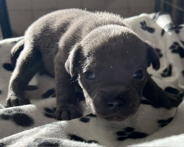 De L'Aube Lyonnaise - Chiots disponibles - Staffordshire Bull Terrier