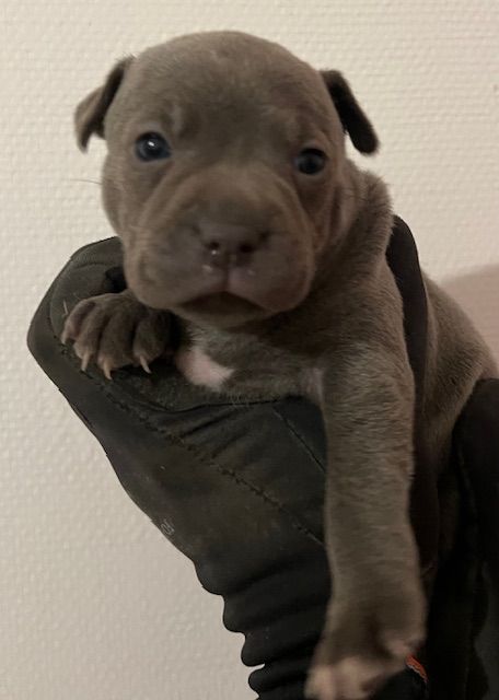 De L'Aube Lyonnaise - Chiots disponibles - Staffordshire Bull Terrier