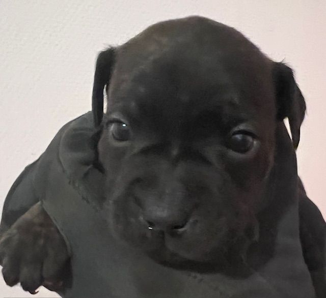 De L'Aube Lyonnaise - Chiots disponibles - Staffordshire Bull Terrier
